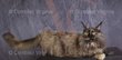 Maine Coon à réservés