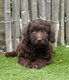 Chiots Labradoodle moyenne (+/-45cm)
