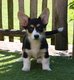Chiots welsh corgi cardigan