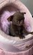 Chiot chihuahua