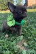 Chiot chihuahua