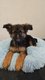 Chiots Bergers Allemands
