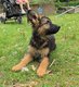 Chiots Bergers Allemands