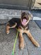 Femelle Chiot Berger Allemand