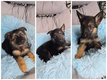 Chiots Bergers Allemands
