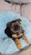 Chiots Bergers Allemands