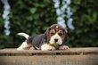 Jeunes Beagle chiots , eleveur belge