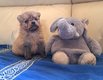 Bébés spitz