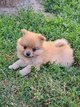 Chiot spitz petit