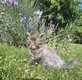 Chatons croisés maine coon