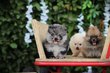 SPitz nain, Spitz pomeranian, Couleur unique