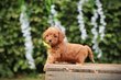 Caniche Nain, jeune portée, elevage Belge