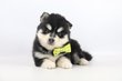 Pomsky, mix Husksy Caniche, elevage Belge