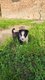 8 Magnifiques chiots border collies à vendre