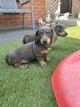 Chiots Teckel poil court Blue&Tan