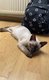 Chatons Siamois male