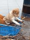 Chiots Border collie
