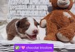 Magnifiques chiots border- collie