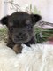 Magnifique portée de 6 Chiots Chihuahua