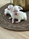 Magnifique Chiots Bichons Maltais