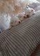 Magnifique Chiots Bichons Maltais