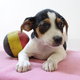 Chiots Fox Belge   vifs, intelligents et pleins...
