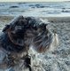 5 schnauzers nains disponibles le 10 août