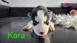 Chiots husky