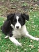 Chiot Border  collie