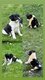 Chiot Border  collie