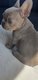 Bouledogue francais Isabella, Lilac/Tan, bleu