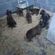 Chiot malinois  à réserver