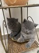 British chatons