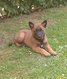 Chiot malinois femelle