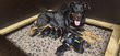 Chiots Beauceron