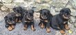 Chiots Beauceron