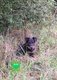 Chiots Beauceron