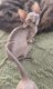 Albus adorable loulou sphynx pour compagnie...