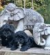 Superbes maltipoo