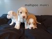 Superbes maltipoo