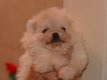 Bb spitz nains