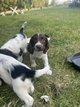 Springer spaniel