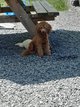 Caniche Toy abricots Dernier chiot