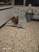 Chien adorable à donner