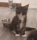 Maine Coons 950€ av pedigree