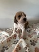 Chiot à vendre beagle croisé fauve de Bretagne