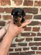 Chiot cavalier King Charles croisés pinscher
