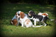 Chiots Cavalier King Charles Spaniel
