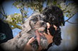 Chiots Cavapoo