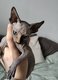 Sphynx Chatons disponibles